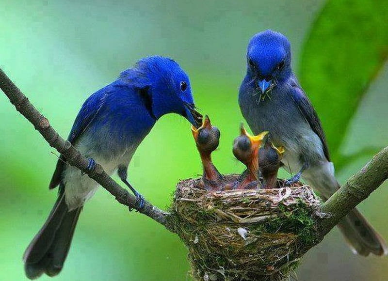 Feeding Our Young, birds, blue birds, nest, chicks, HD wallpaper
