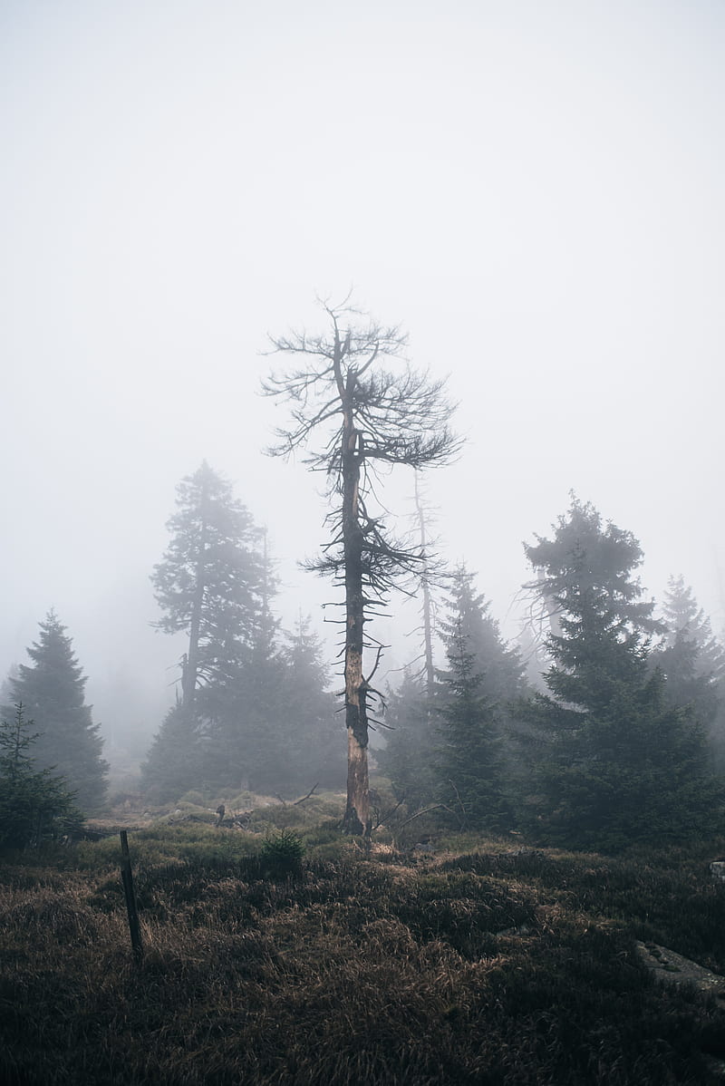 tree, dry, fog, nature, HD phone wallpaper