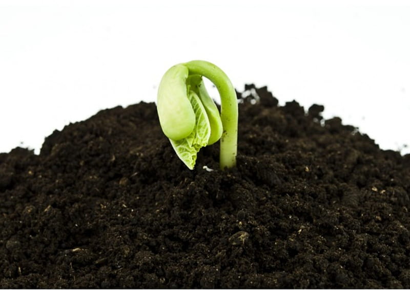 Sprout, spring, soil, bean, HD wallpaper