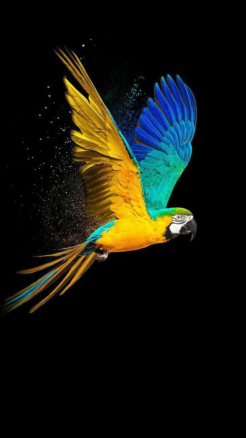 Perico, birds, parrot, HD phone wallpaper