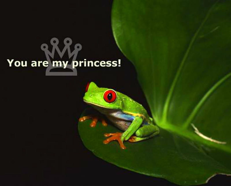 You are my princess, words, frogs, message, leaf, HD wallpaper | Peakpx