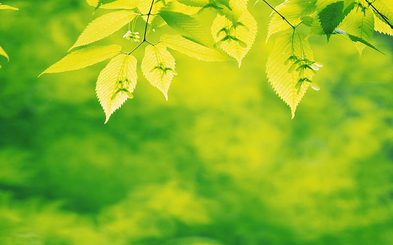 Fresh green leaves theme 16, HD wallpaper