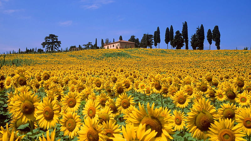 Beautiful Sunflowers Field In Building Background Under Blue Sky Sunflower, HD wallpaper
