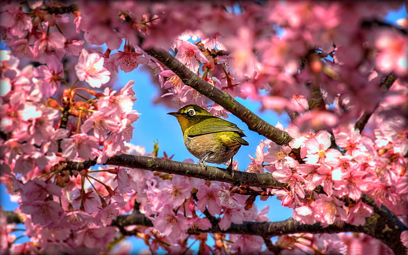 japanese white eye bird in sakura-Birds animal, HD wallpaper
