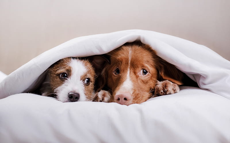 dogs under the blanket, Australian Shepherd, puppy, friendship concepts, HD wallpaper