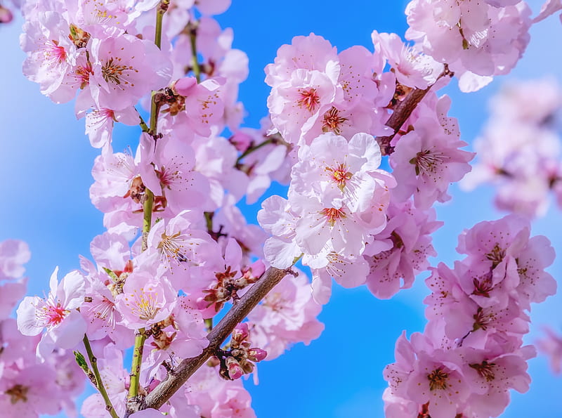 Japanese Cherry Blossom, Blue Sky, Springtime Ultra, Seasons, Spring, Nature, Flowers, Blooming, Blossom, Serene, Bloom, cherryblossom, bluesky, treebranch, HD wallpaper