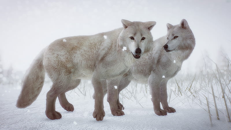 Animal, Arctic Wolf, Snow, White Wolf, Wildlife, Wolf, HD wallpaper
