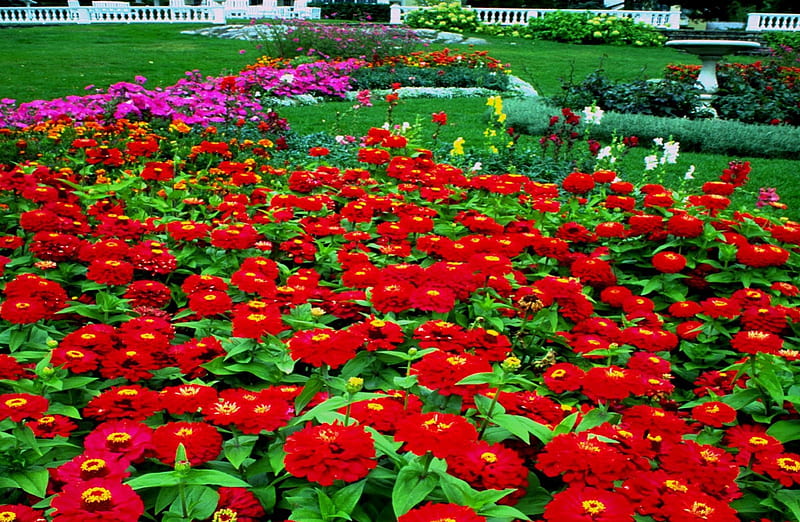 Flores rojas en mi jardín, rojo, verano, flores, jardines, naturaleza,  Fondo de pantalla HD | Peakpx
