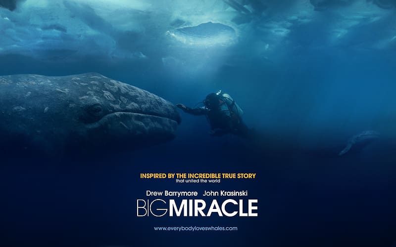 Whale, Movie, Big Miracle, HD wallpaper