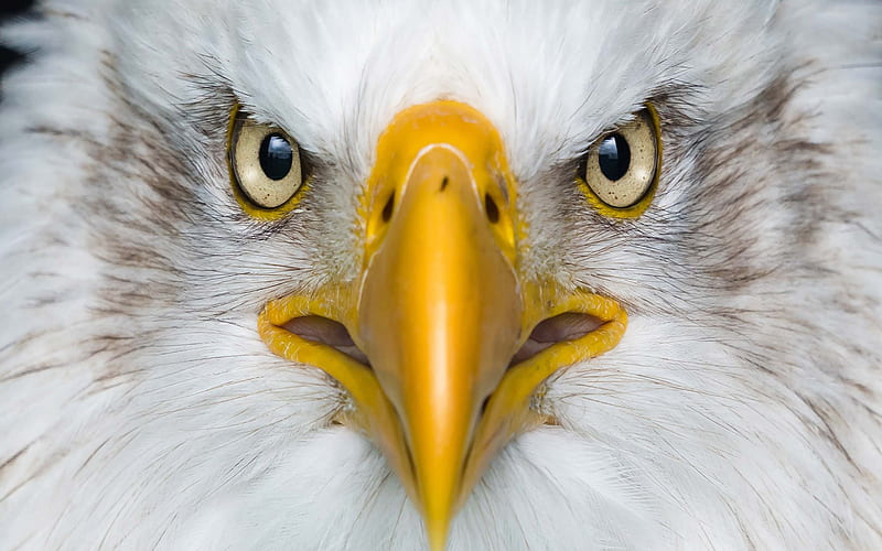 Bald eagle, bird of prey, yellow beak, eyes, predator, american symbol, eagle, HD wallpaper