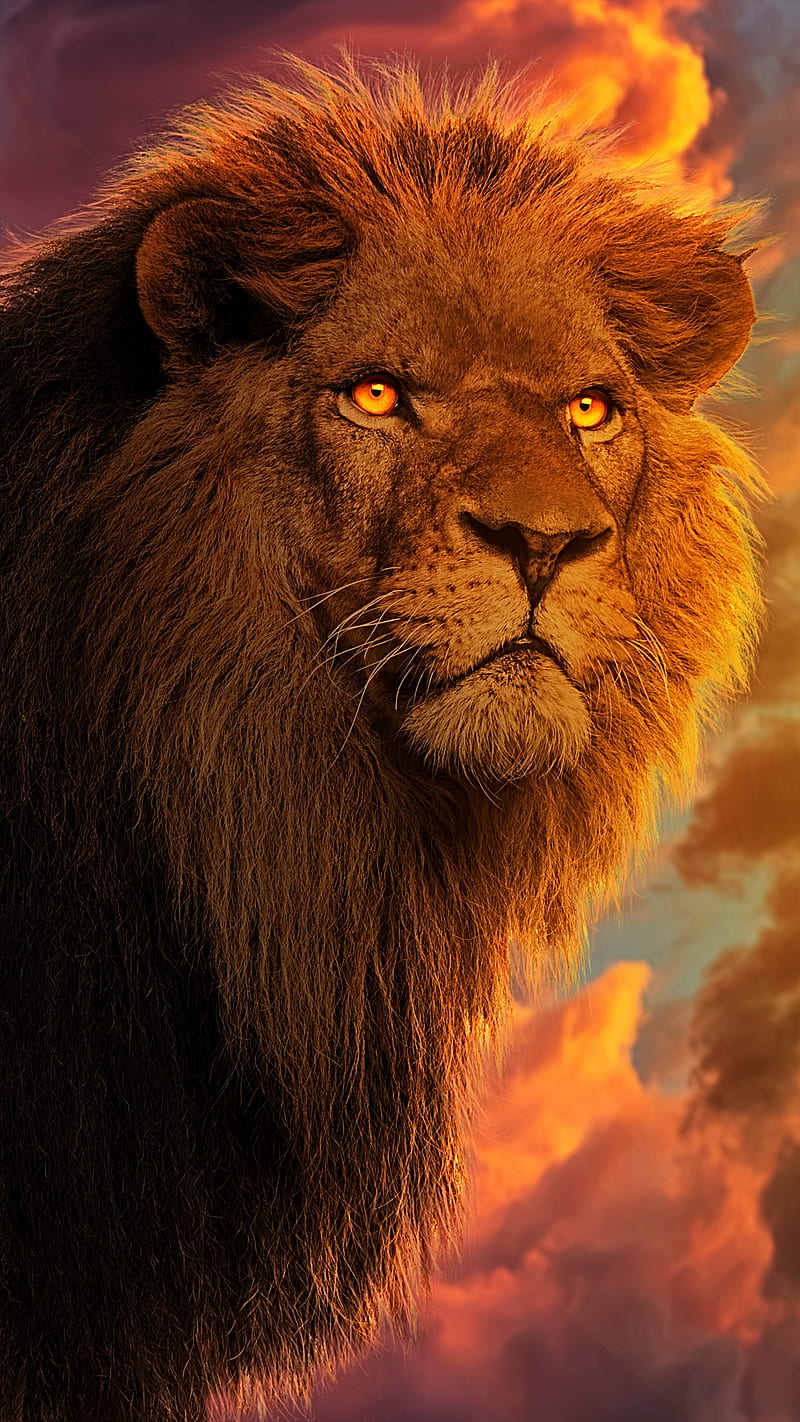 King Rise, Lion, beast, lion king, lion portrait, lion , primal, stare, sunrise, sunset, HD phone wallpaper