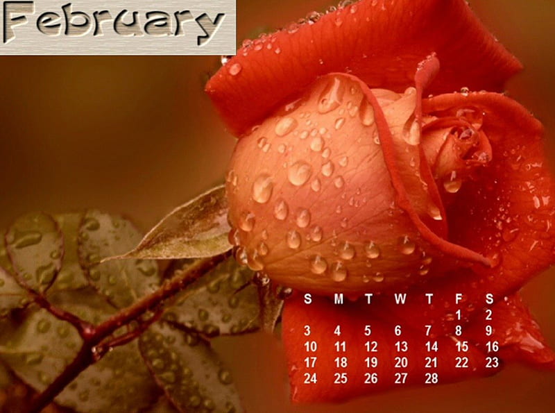 Happy Valentine's ., red, February, calendars, rose, Valentine, HD