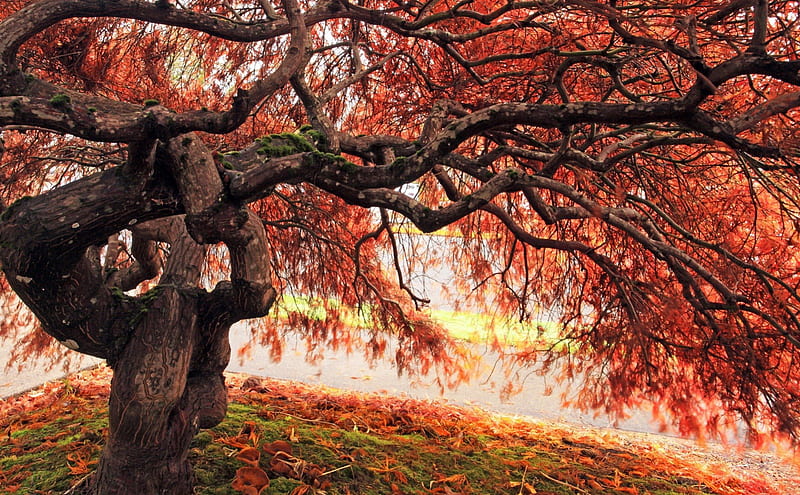 Eerie Gnarled Tree in Autumn, fall, autumn, gnarled, leaves, eerie, trees, HD wallpaper