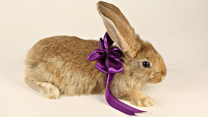 bunny present, furry, cute, rabbit, holiday, bunny, soft, easter, animal, HD wallpaper