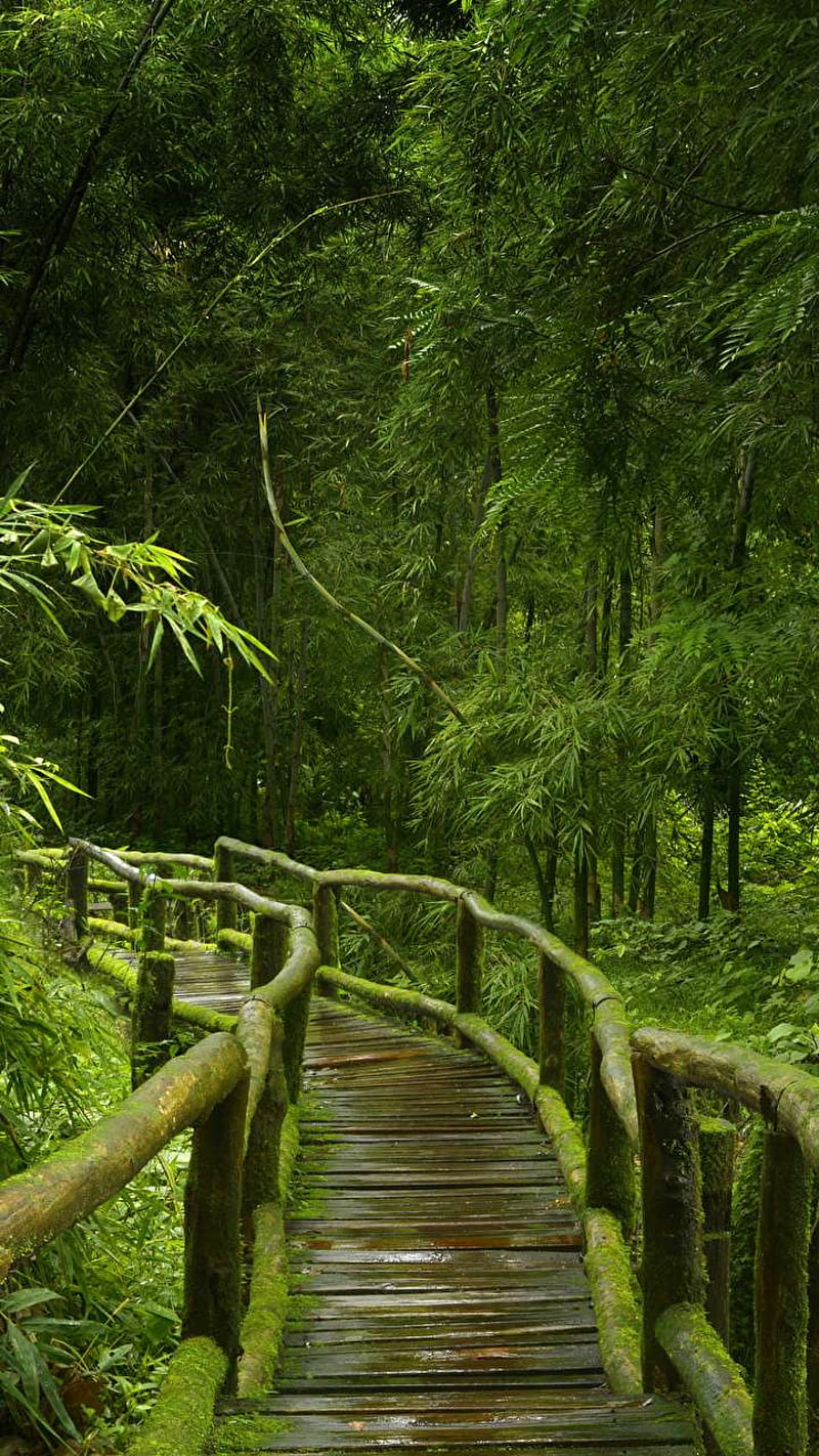 Jungle Bridge, forest, green, leaves, nature, road, trees, HD phone wallpaper