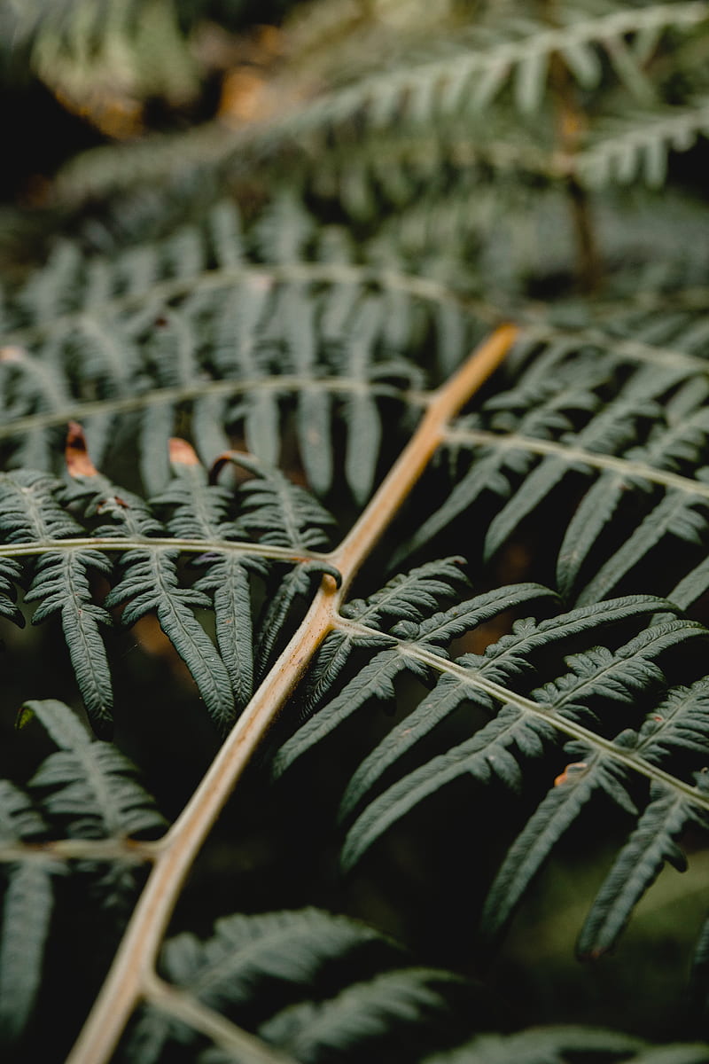 fern, branch, leaves, plant, macro, HD phone wallpaper