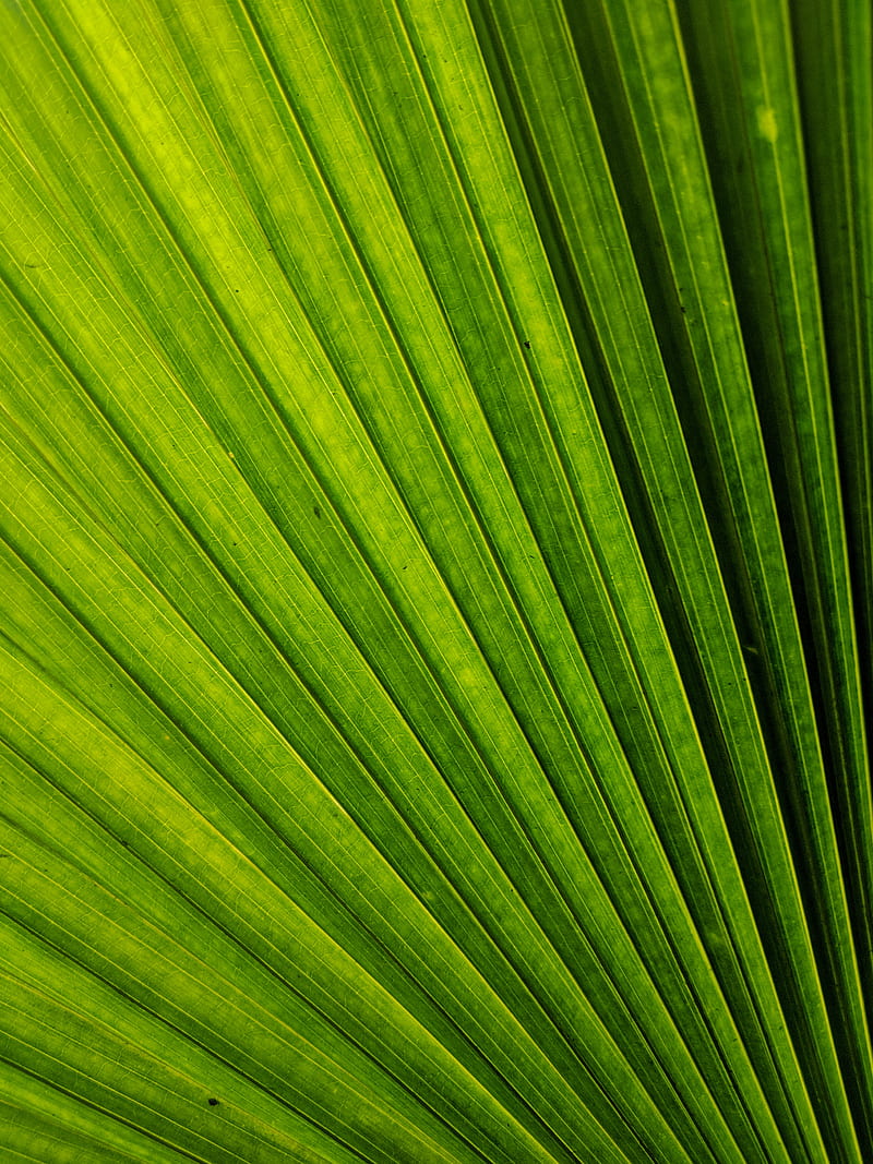 leaf, macro, stripes, lines, green, HD phone wallpaper
