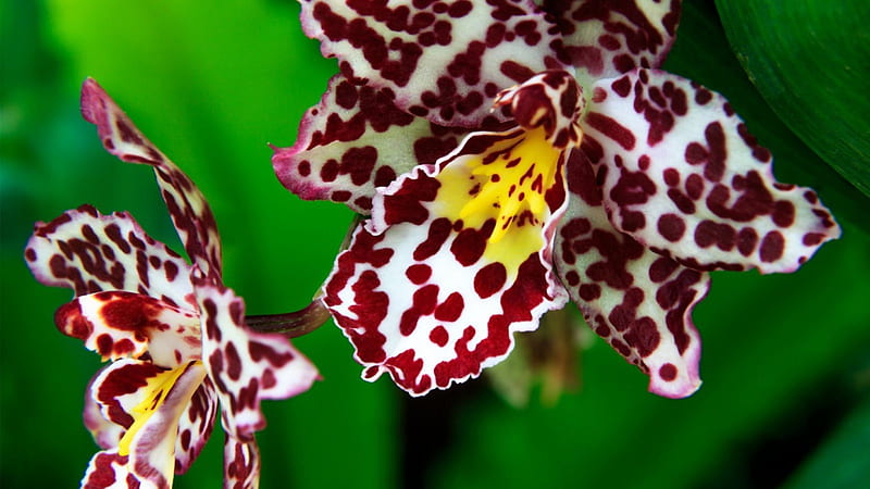 Wild Orchid, flower, nature, wild, orchid, HD wallpaper