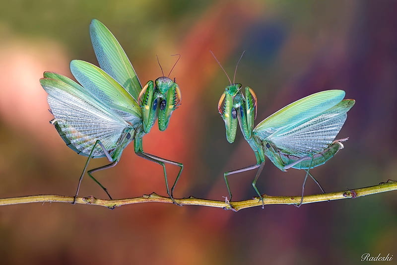 Praying Mantis, couple, calugarita, roberto aldrovandi, green, macro, insect, HD wallpaper