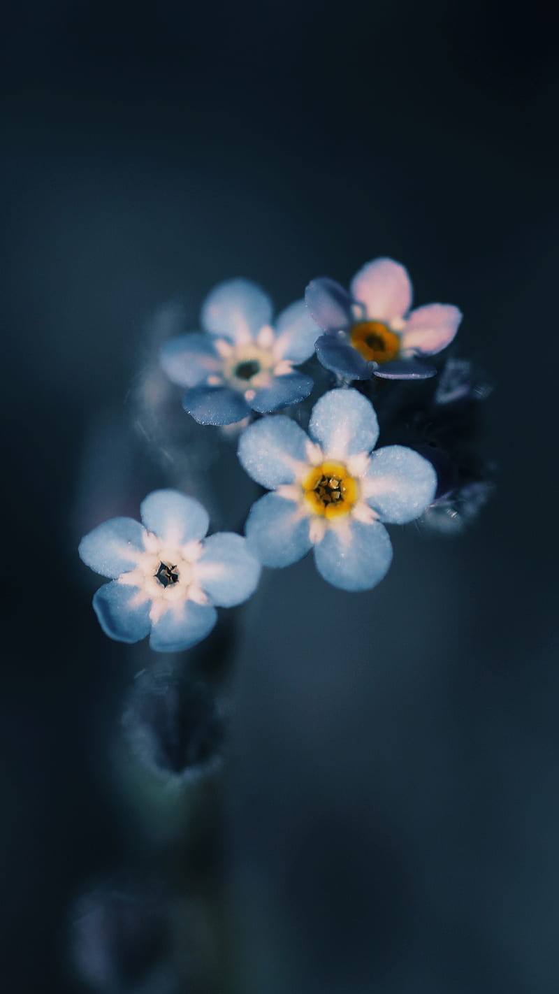 Myosotis Macro Flower, blue, bokeh, dark, forget me not, nature, HD phone wallpaper