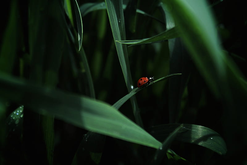ladybug, insect, grass, HD wallpaper