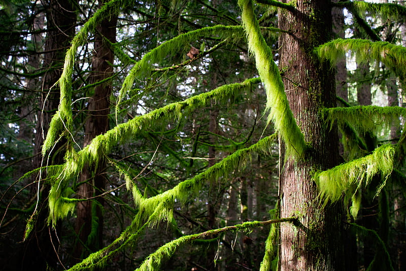 Green pine trees during daytime, HD wallpaper | Peakpx