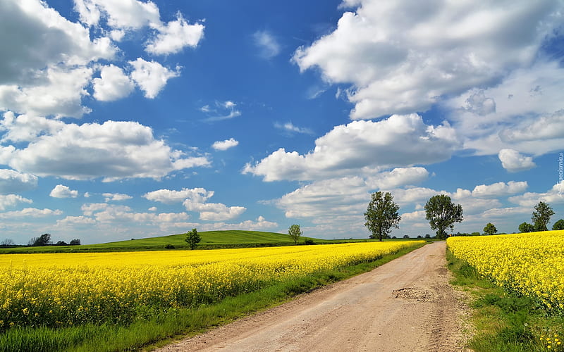 Spring Road, road, rapeseed, path, spring, fields, clouds, HD wallpaper