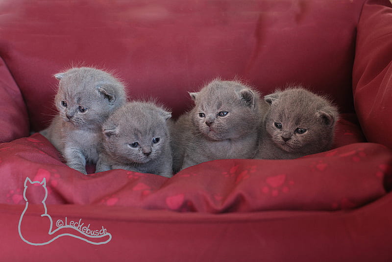 grey on red, little, lovely, red foteille, sittings, 4 grey kittens, HD wallpaper
