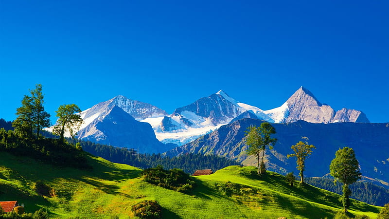 gorgeous swiss alps in summer, snow, grass, mountains, summer, cabins, sky, meadow, HD wallpaper