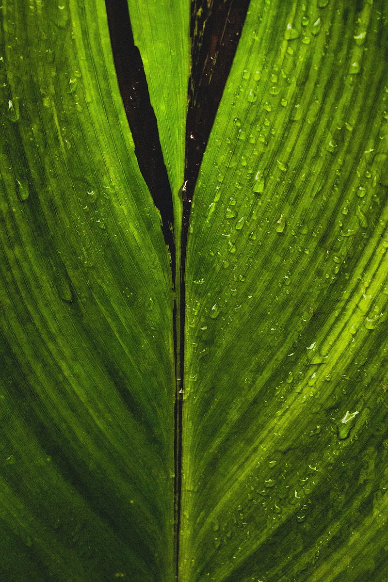 leaf, drops, macro, stripes, HD phone wallpaper
