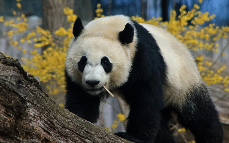 big panda, cute animals, wildlife, pandas, white black bear, HD wallpaper