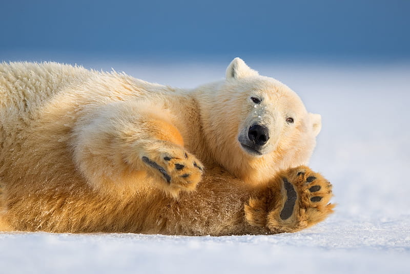 Polar bear, urs, paw, white, animal, winter, HD wallpaper