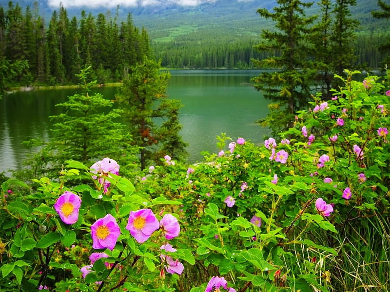 Lago de verano verde, agua, verde, verano, flores, naturaleza, árboles,  rosa, Fondo de pantalla HD | Peakpx