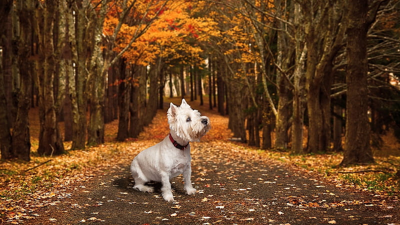 Sweetie in Autumn Forest, lane, westie, trees, dog, leaves, HD wallpaper