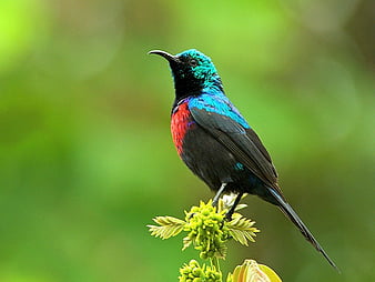 Download Sunbird wallpapers for mobile phone free Sunbird HD pictures