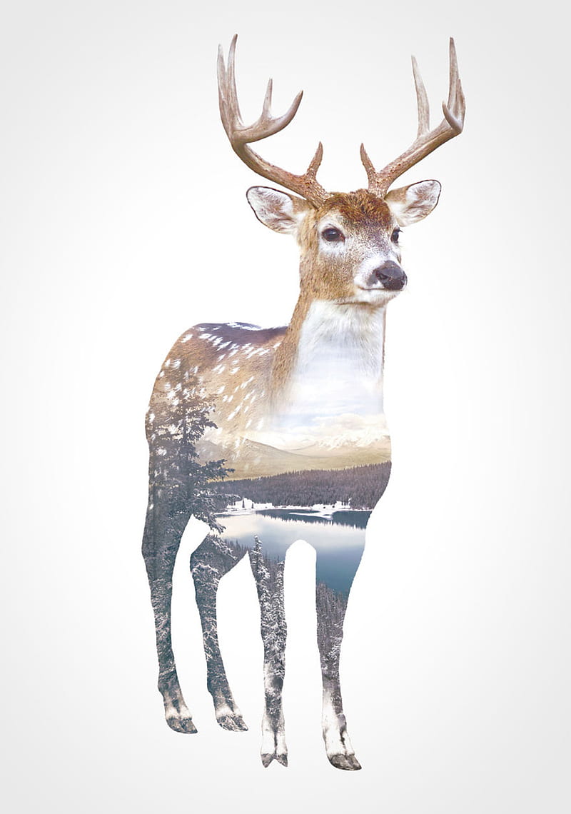 DEER, double exposure, white, hunting, hunter, HD phone wallpaper