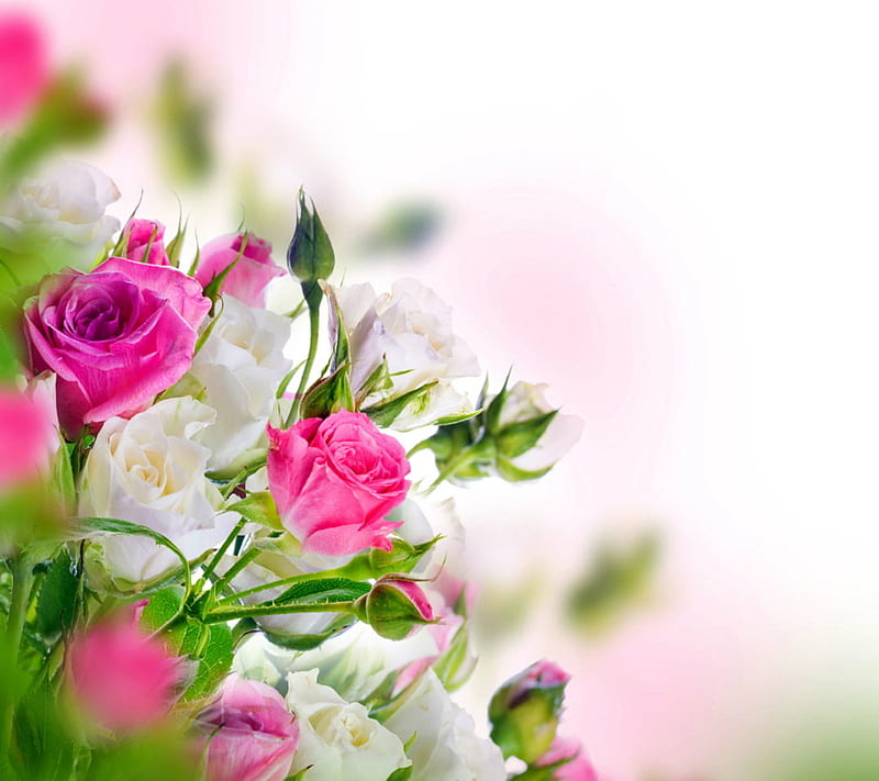 Pink Roses, HD wallpaper | Peakpx