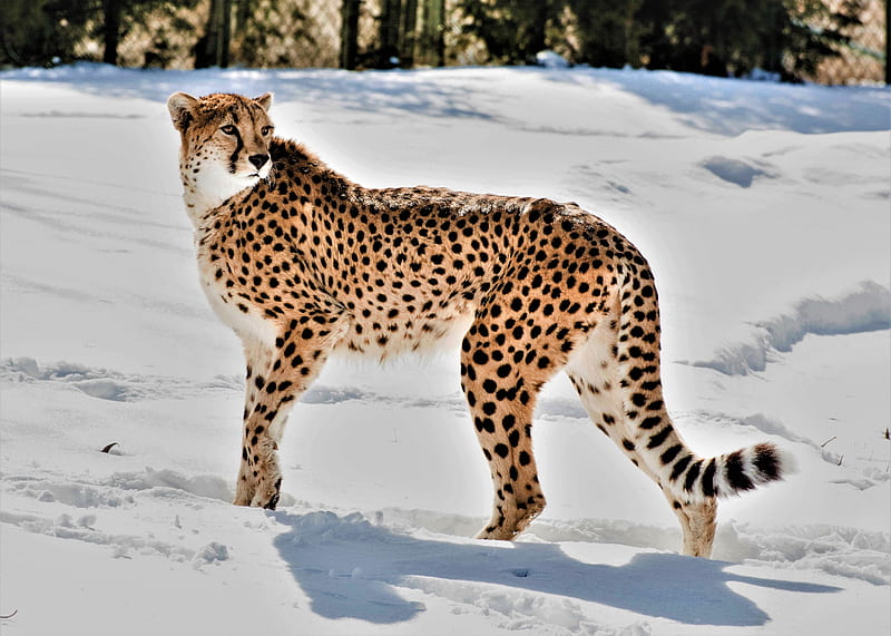 cheetah, animal, predator, big cat, snow, wildlife, HD wallpaper