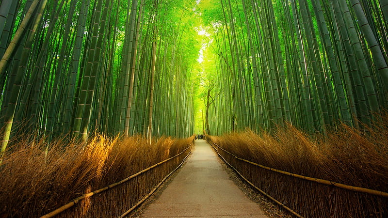 Bamboo Forest, forest, japan, Kyoto, path, trees, bamboo, HD wallpaper