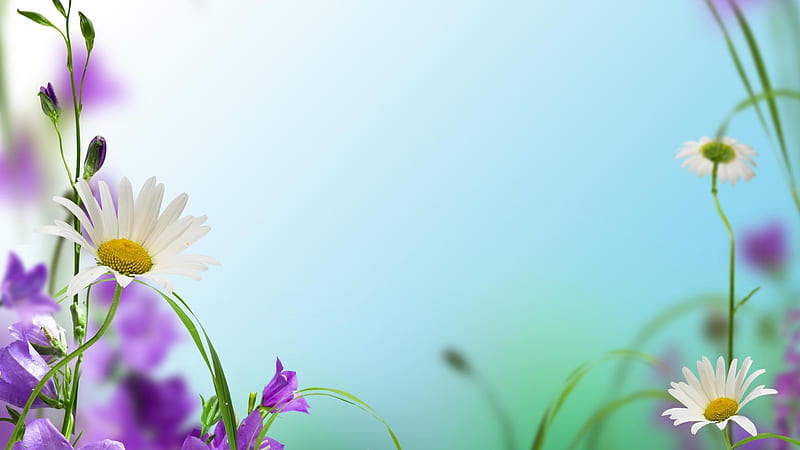 Spring Flowers, Painting, Spring, Flowers, Daisies, HD wallpaper | Peakpx