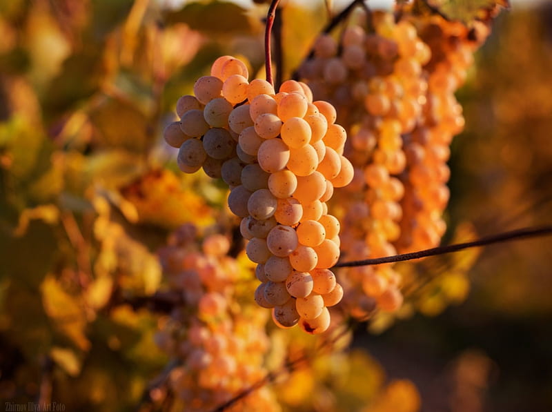 Bright Grapes, harvest, autumn, wine, fruits, HD wallpaper