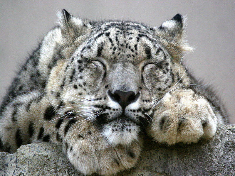 Chilled, rock, ears, bonito, rare, spotted, endangered, paws, whiskers, asleep, fur, clouded leopard, HD wallpaper