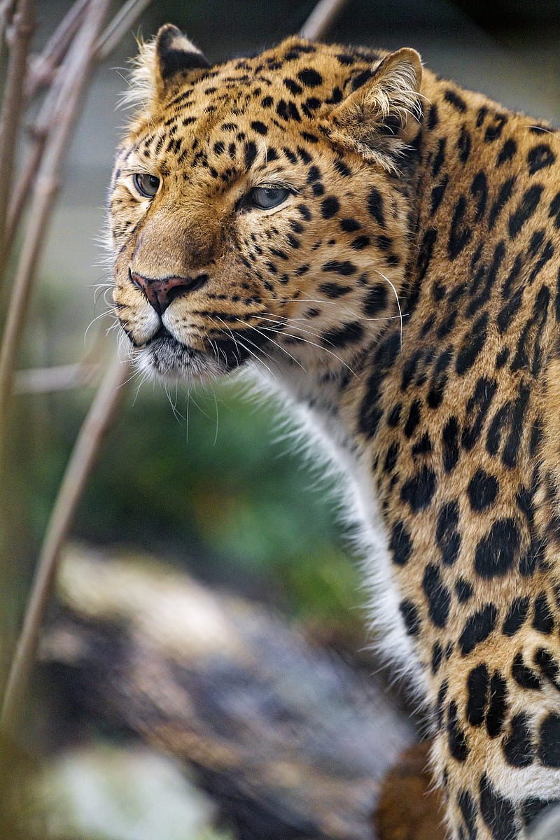 leopard, big cat, predator, glance, spots, HD phone wallpaper