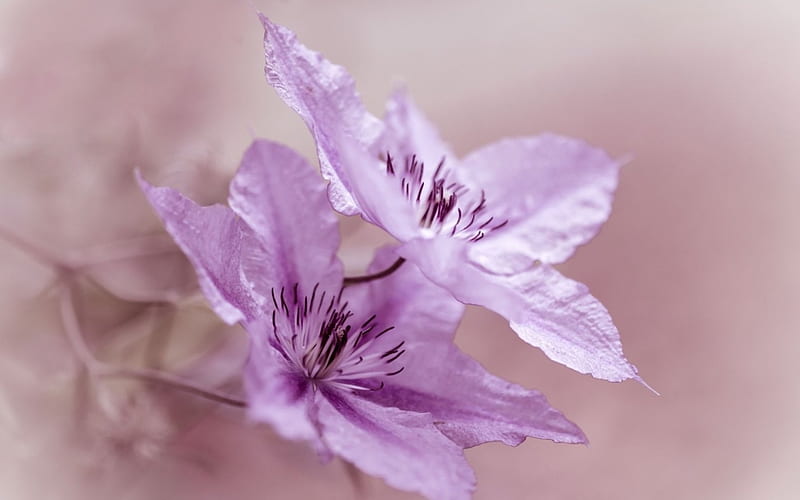 Clematis, flower, soft, pink, HD wallpaper