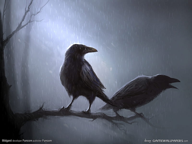 Ravens in the Rain, forest, crows, birds, branch, fog, ravens, tree, two, dark, rain, HD wallpaper