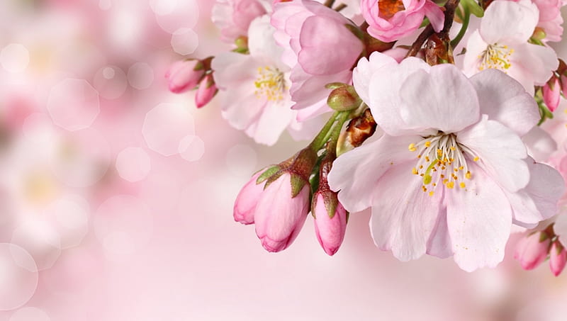 Cherry Blossom Sweet, fragrant, fresh, flowers, spring, buds, plum blossoms, pink, cherry blossoms, HD wallpaper