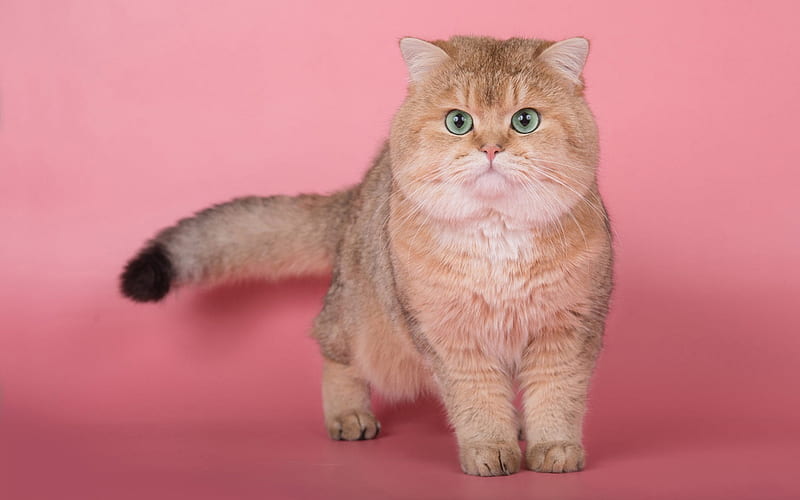 British fluffy cat, ginger big cat, funny cats, cat with green eyes, pets, cat on pink background, HD wallpaper