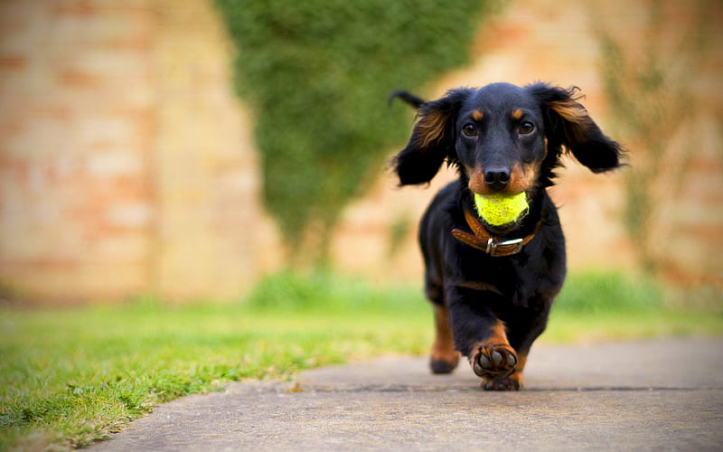 Dachshund Dog pets, dogs, black dachshund, running dog, Dachshund, cute animals, HD wallpaper