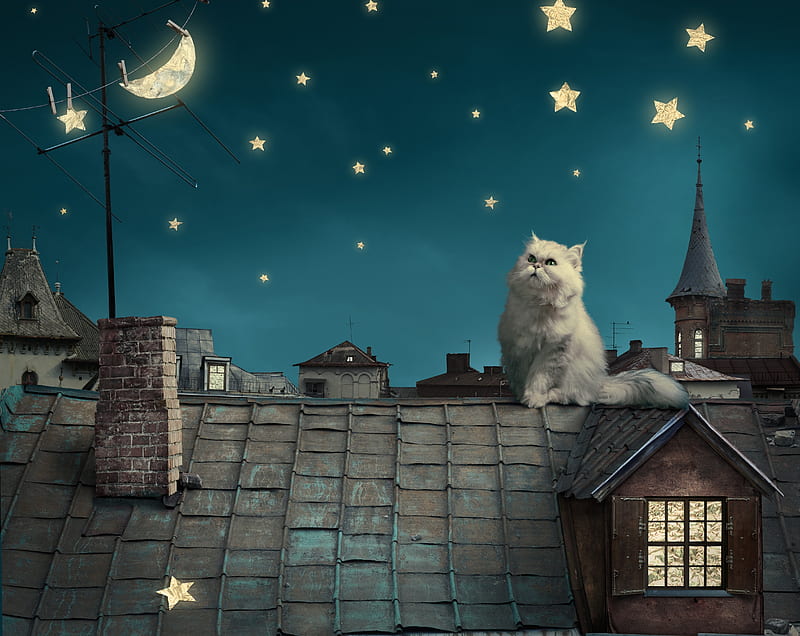 Cat Moon Stars Digital Art Dreamy , cat, moon, animals, dreamy, HD wallpaper