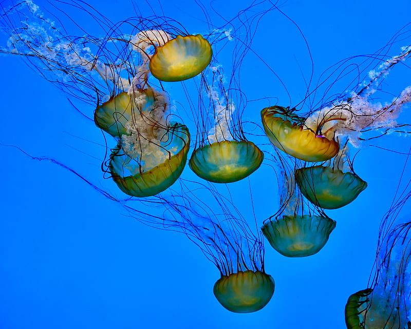 jellyfish, tentacle, underwater, water, HD wallpaper